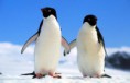 top 10 sobre essas gracinhas (pinguins)